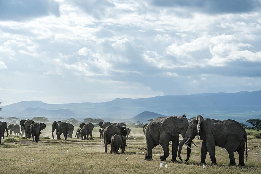 365 Elephants Found Dead in an Unexpected Mystery
